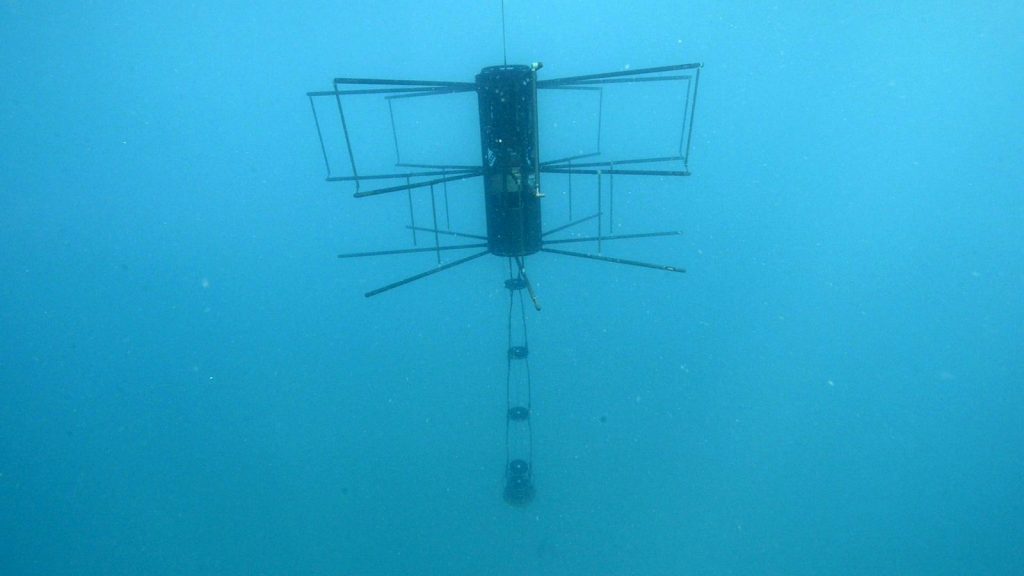 Seagull under water